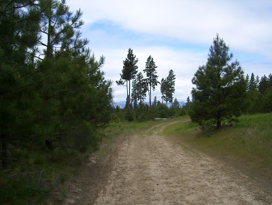 Trail.